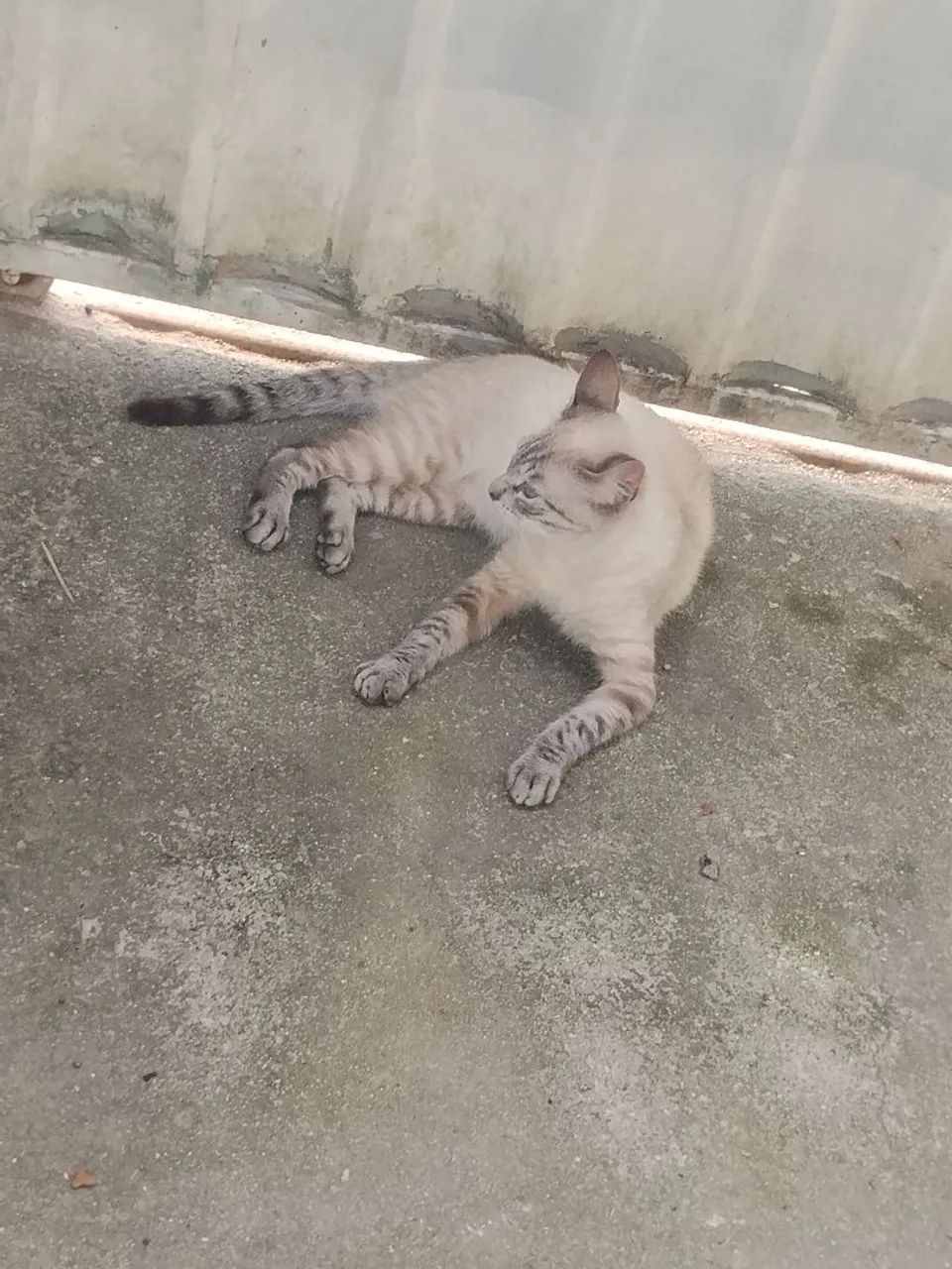 Gato macho  - Foto 3