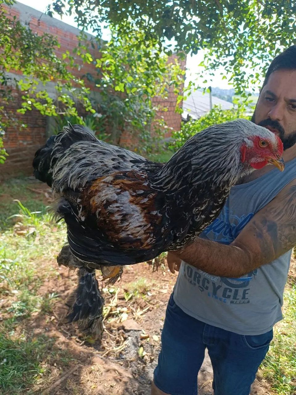 Frango Brahma salmão 120 reais  - Foto 2