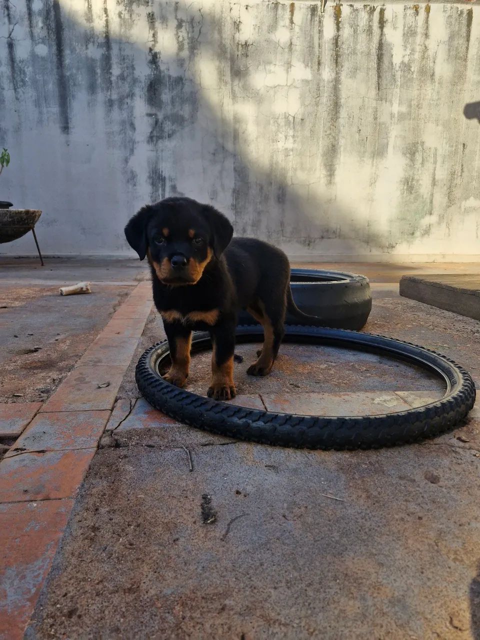 Filhotes de rottweiler  - Foto 3