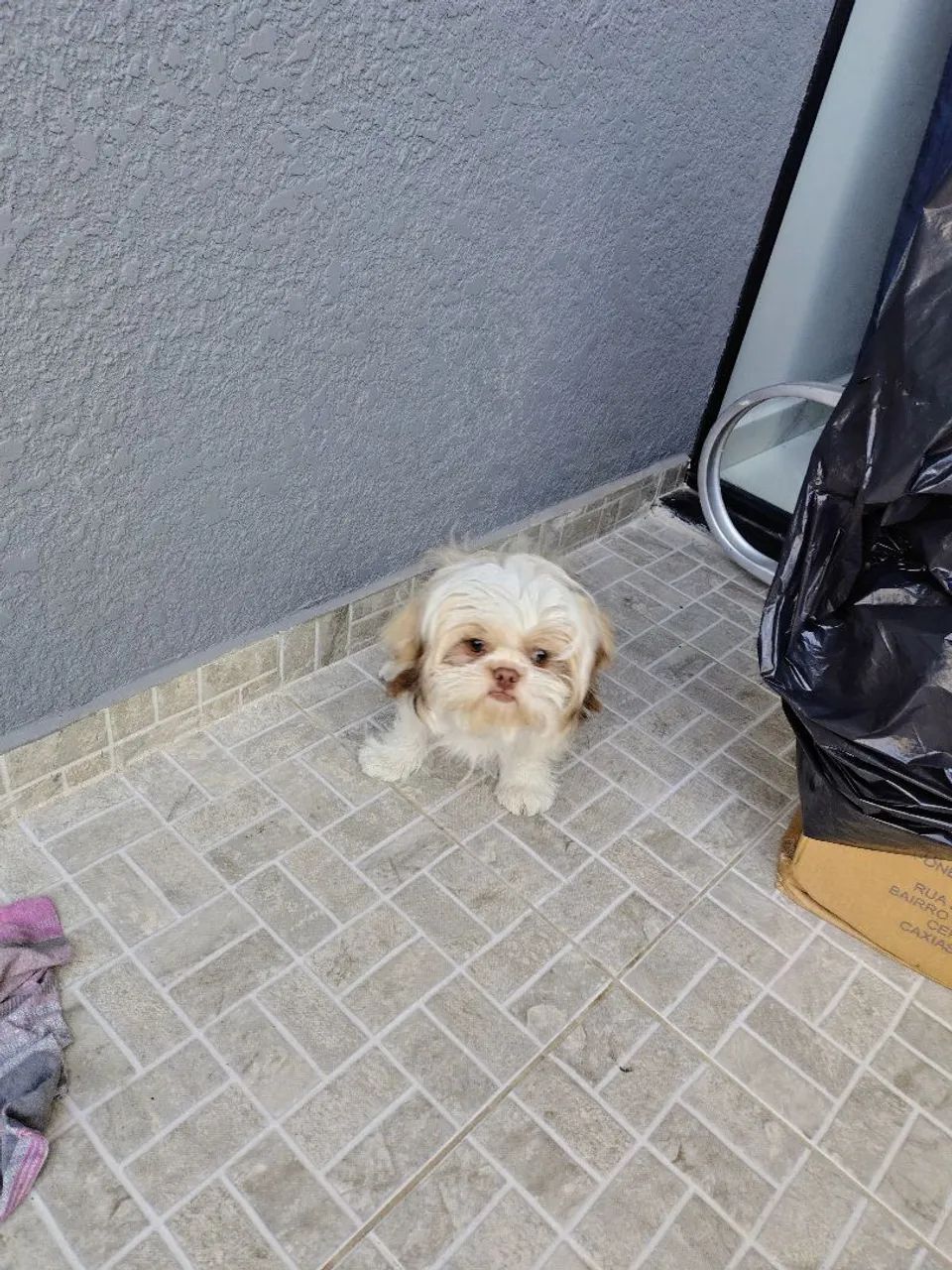 Vendo shih tzu vermificado - Foto 2