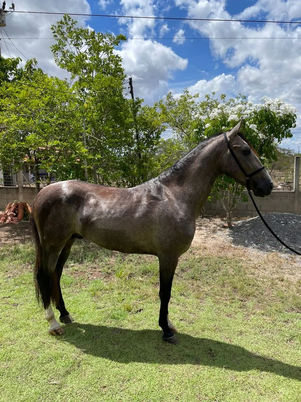 Potro registrado com potencial de pista oportunidade  - Foto 6
