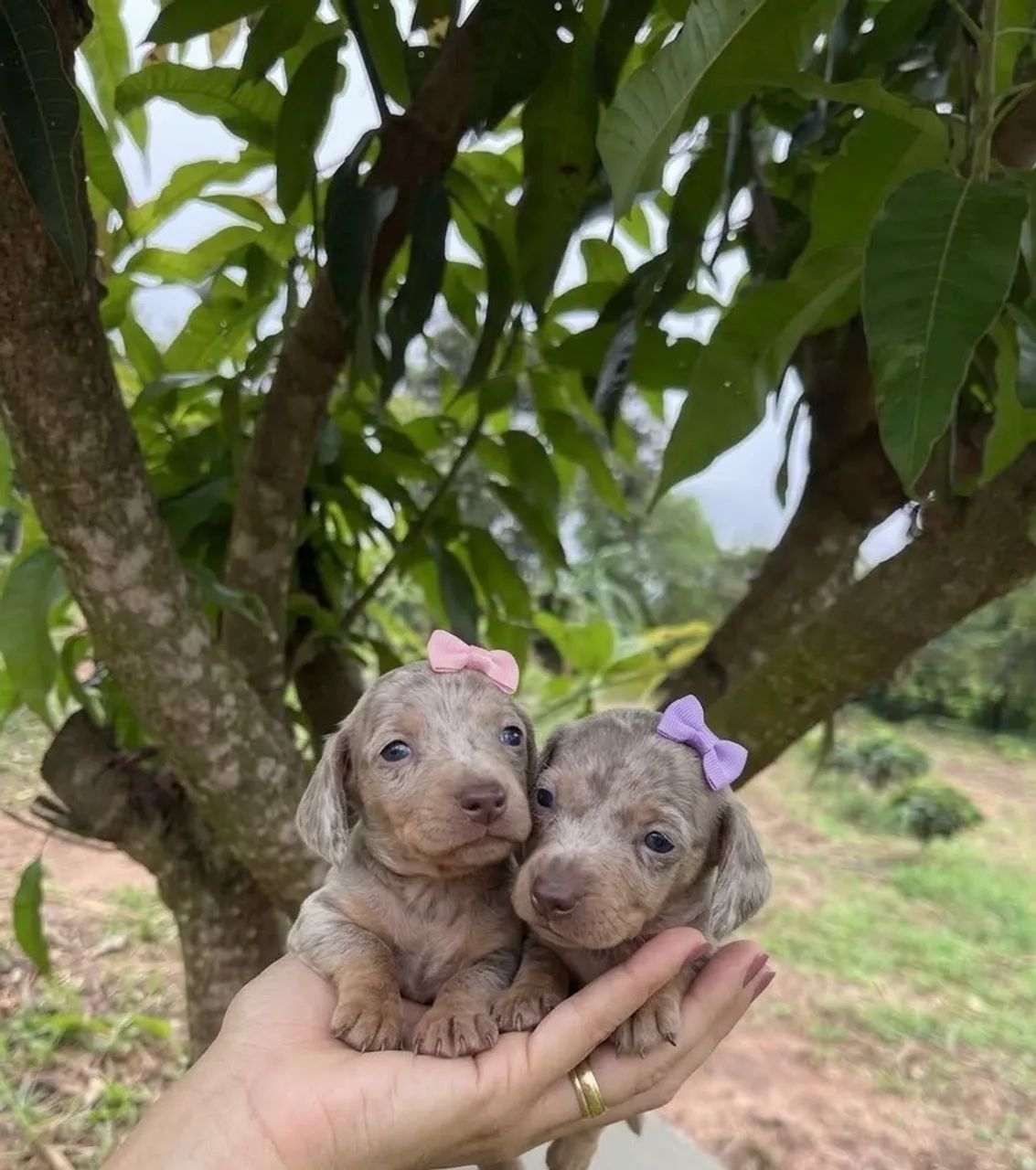 Filhotes DACHSHUND (salsichinhas)  - Foto 4