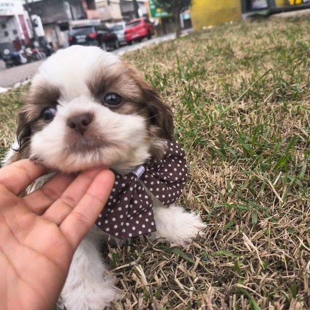 Macho de Shitzu ótimo padrão da ração  - Foto 2