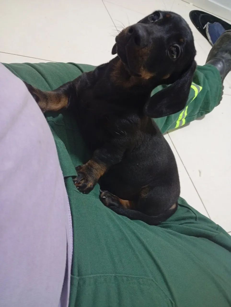 Filhote dachshund  - Foto 4