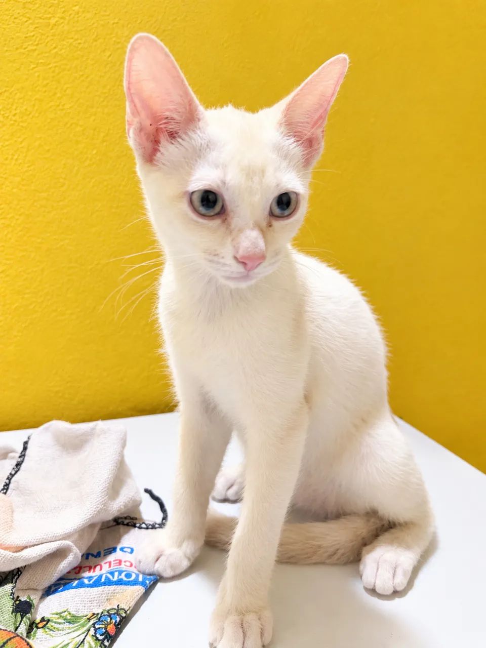 Doação de Gatinhas  - Foto 3
