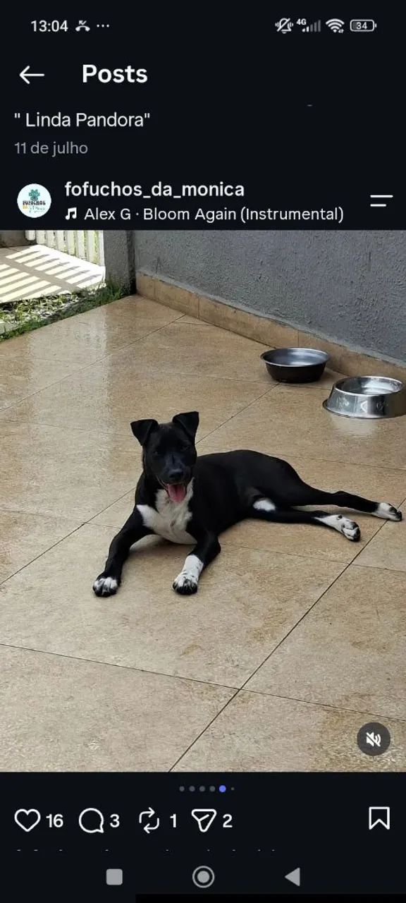 CACHORRA DOAÇÃO 