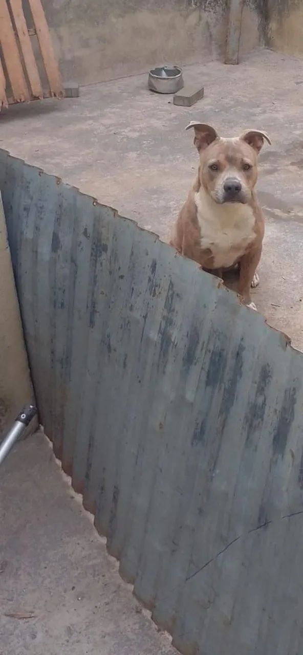 Doa se Pit Bull 