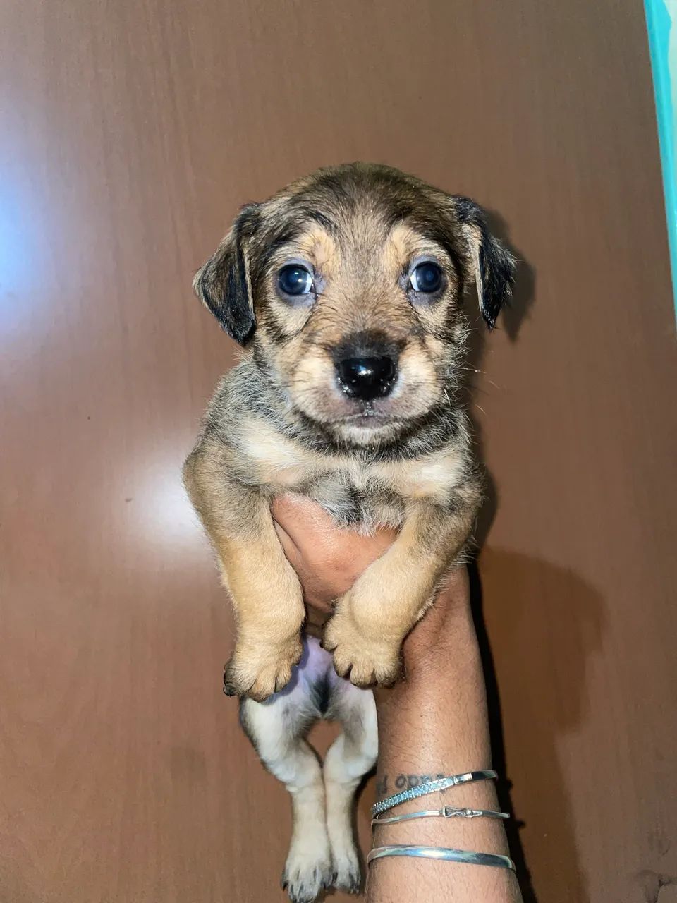 Cachorro  - Foto 3