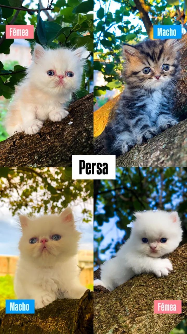 Gato Persa e Exótico 
