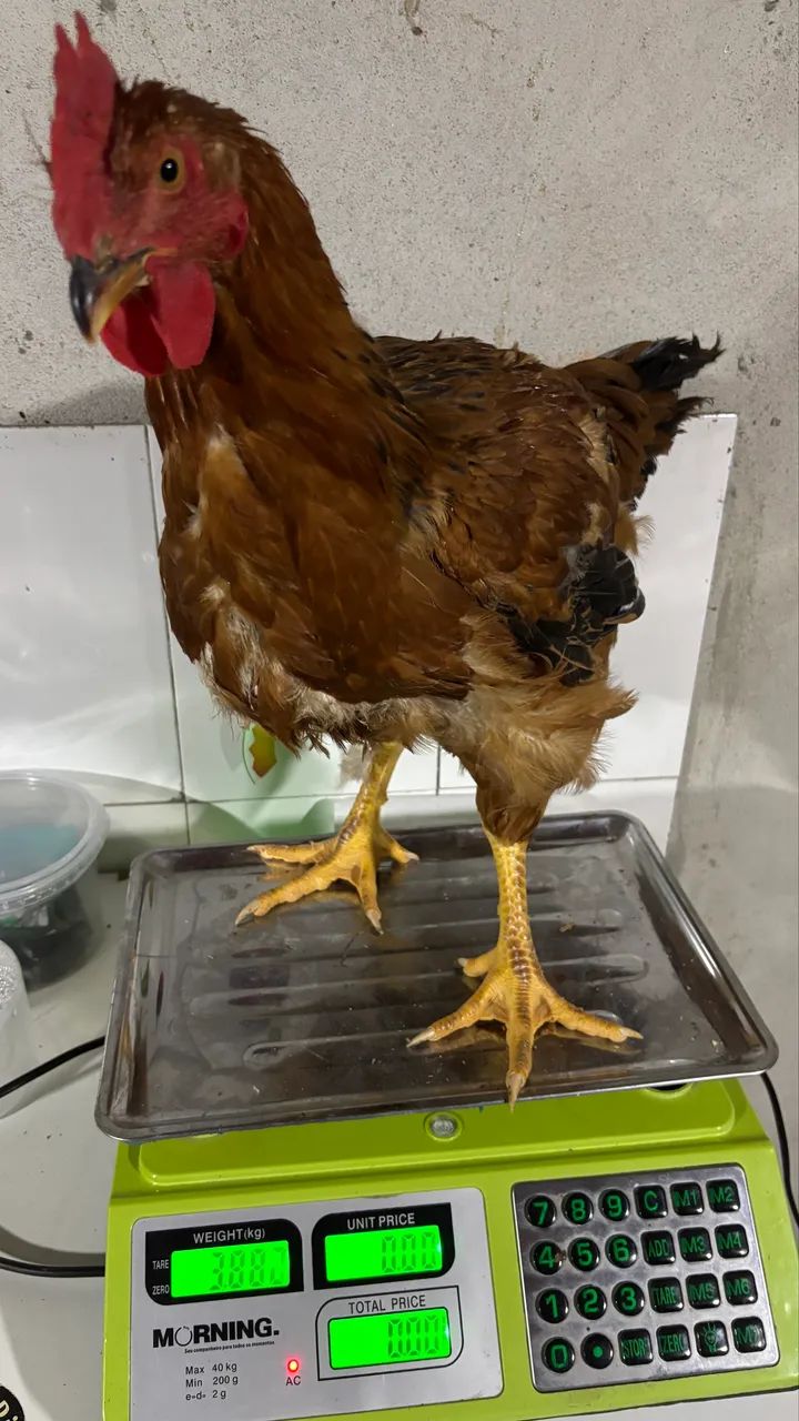 Frango caipira  - Foto 2