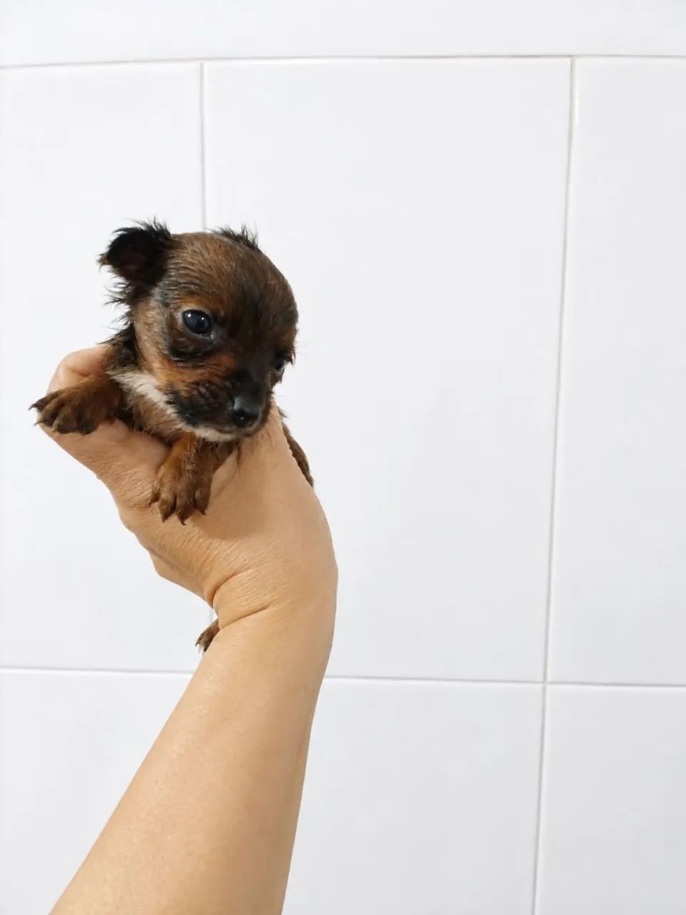 Pinscher ZERO micro de bolso  - Foto 4