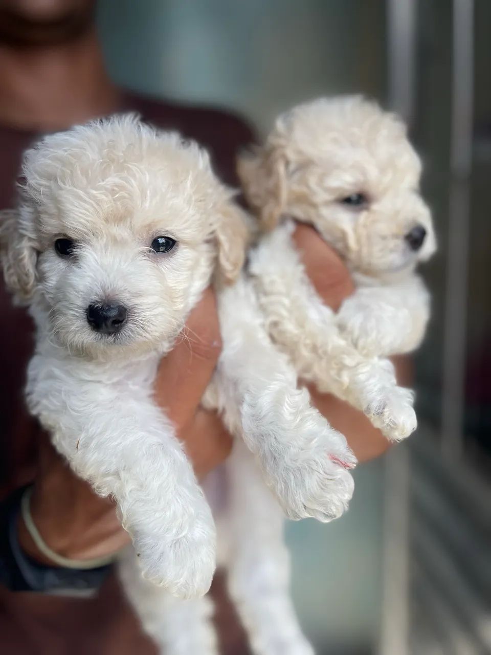 Poodle machos  - Foto 2