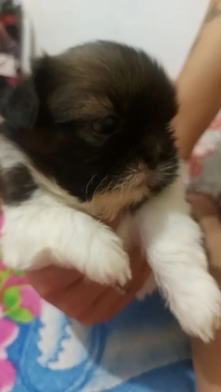 Cachorro Shitzu  - Foto 2