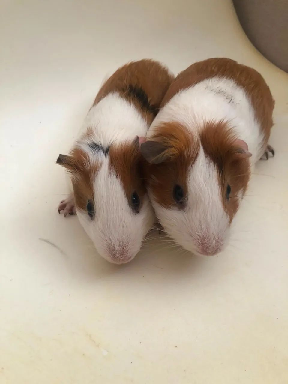 Dois porquinhos  da índia macho  - Foto 5