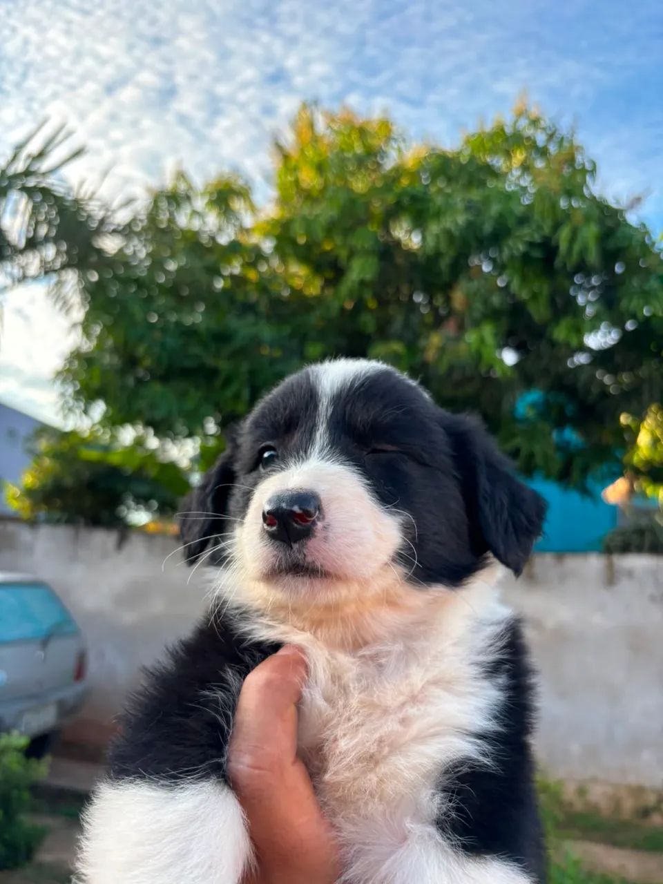 Border collie - Foto 2