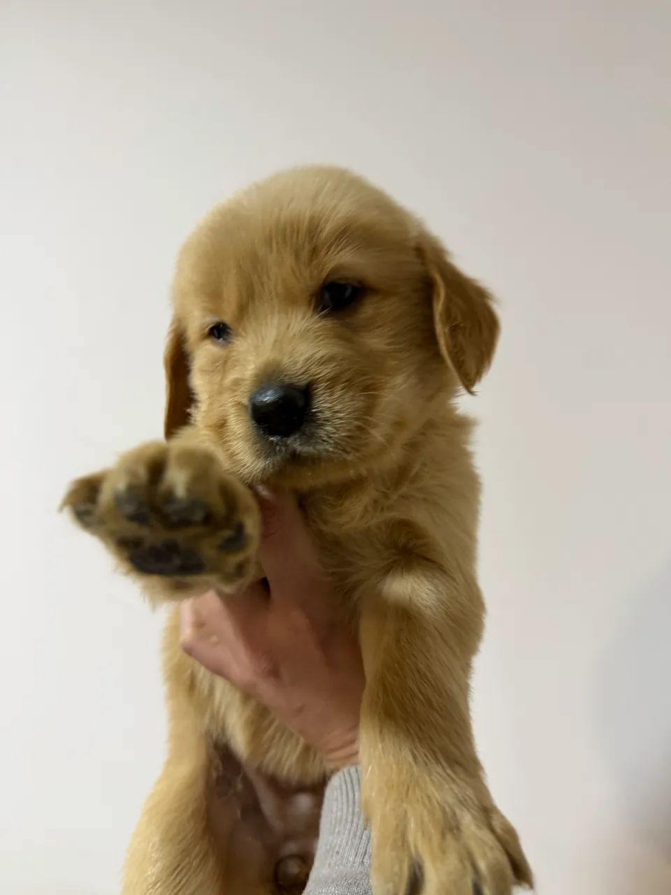 Golden retriever  - Foto 3