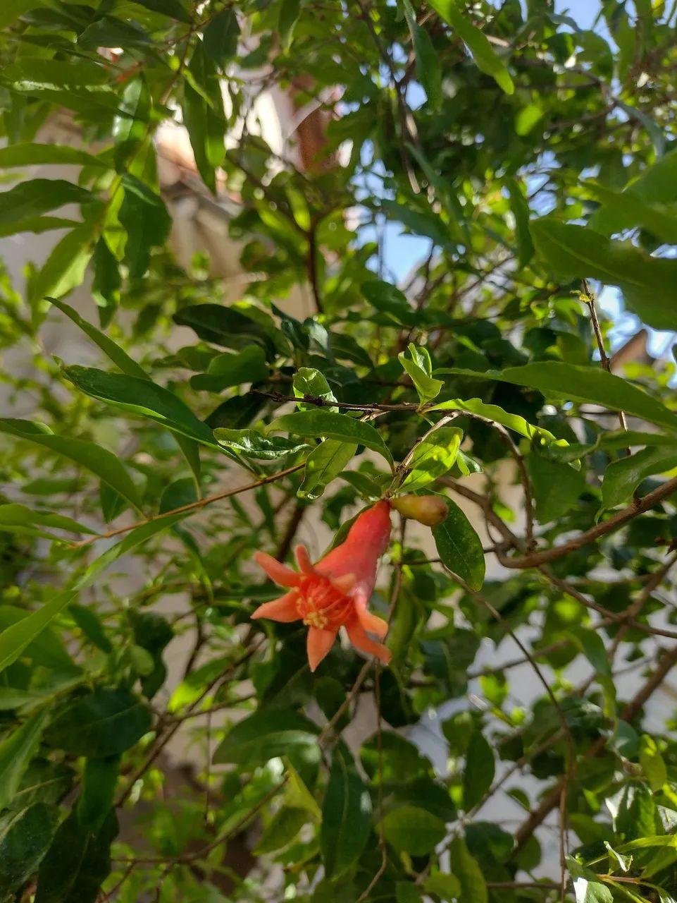 Muda de romã com floração  - Foto 5
