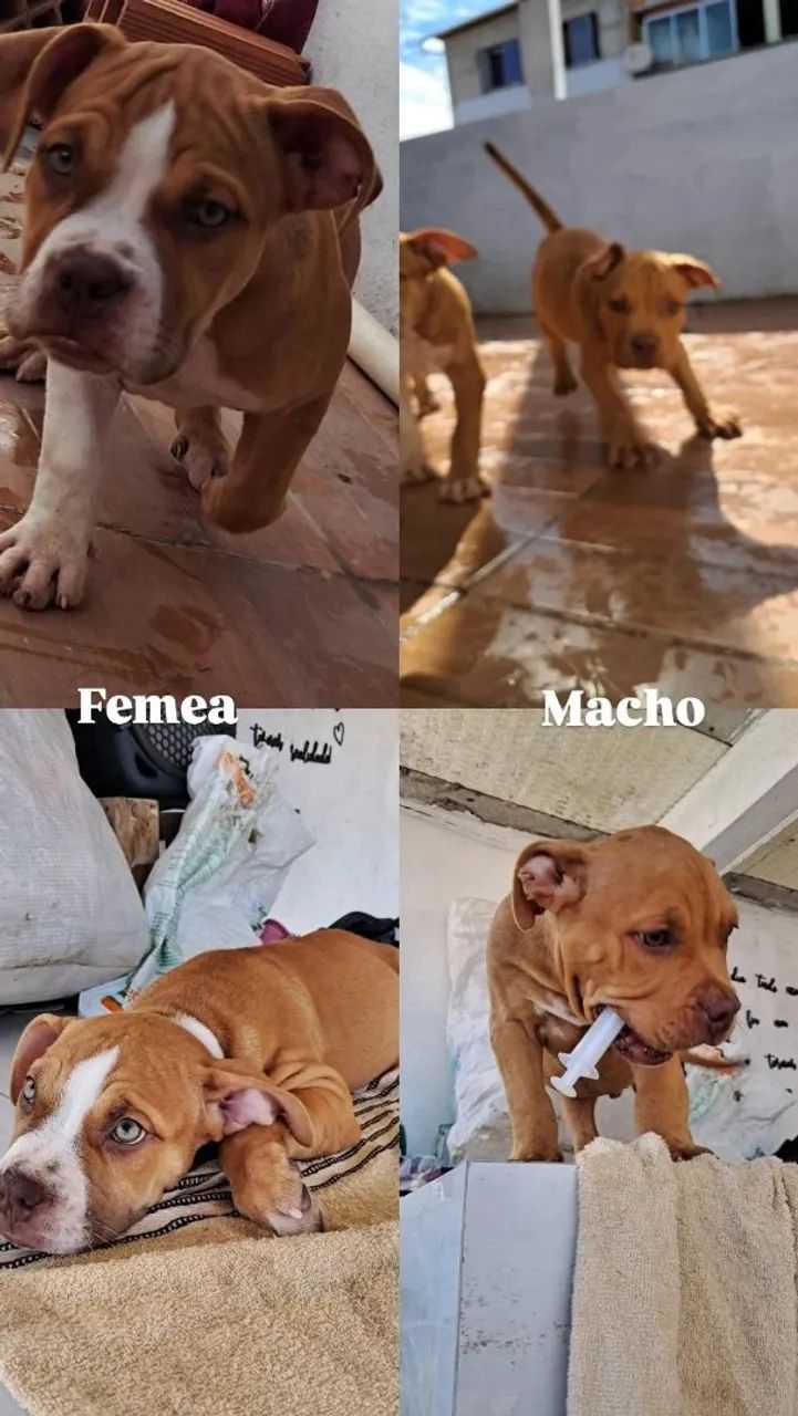 American bully - Foto 2