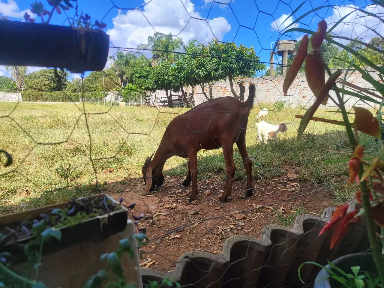 Cabra Anglo Nubiana - Enxertada  - Foto 5