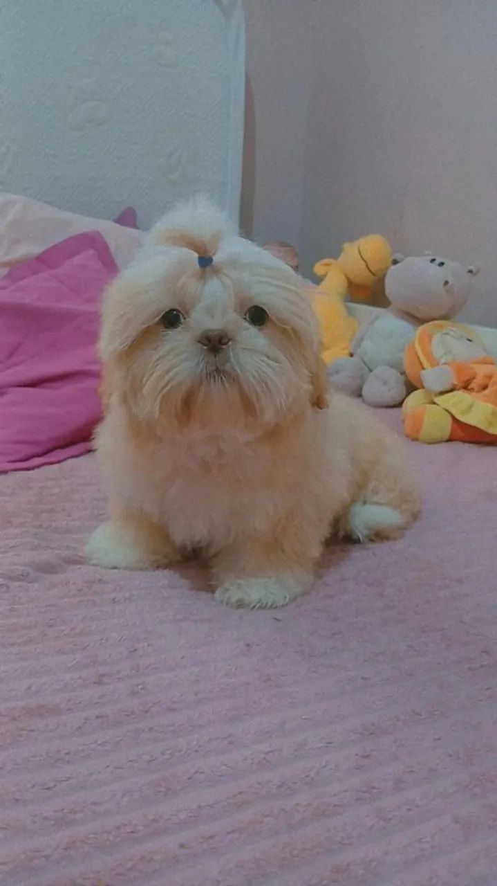 Shitzu macho - Foto 2