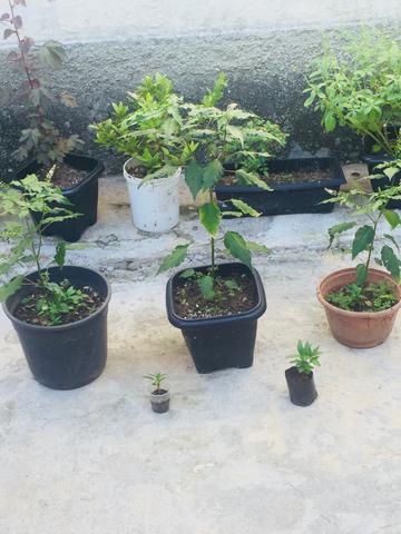 Vendo muda de none - Foto 3