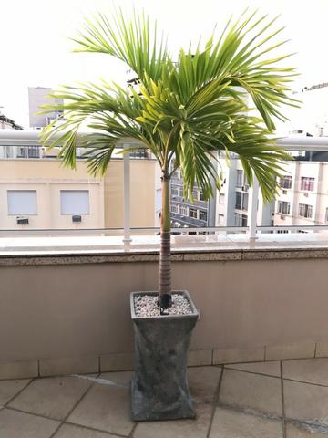 Palmeira veitchia (Vechia)