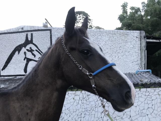 Cavalos a venda no haras Feijó , aluguel de baias e cursos diversos - Foto 5