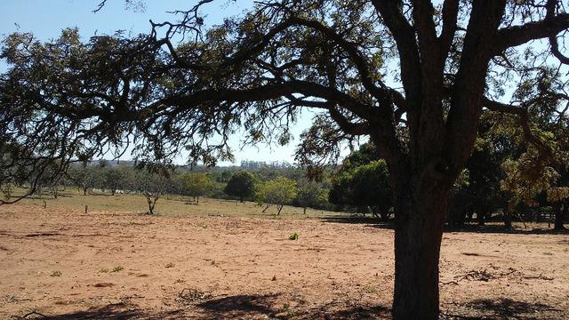 Chácara 14 km de Campo Grande - 9,8 hectares - Foto 6