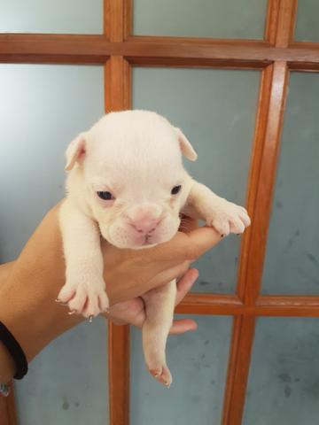 Filhotes Bulldog Inglês - Foto 6