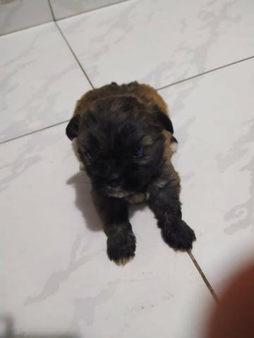 Filhote Shih Tzu Fêmea