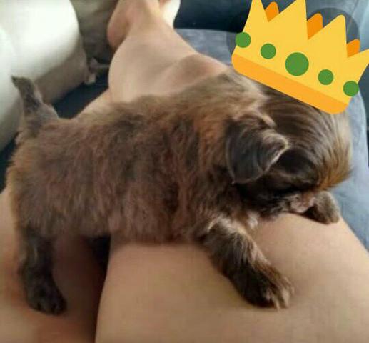 Lhasa Apso chocolate bebezinha porte mini já vacinada e vermífugada