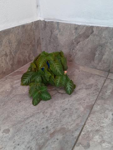 Plantas - Foto 4