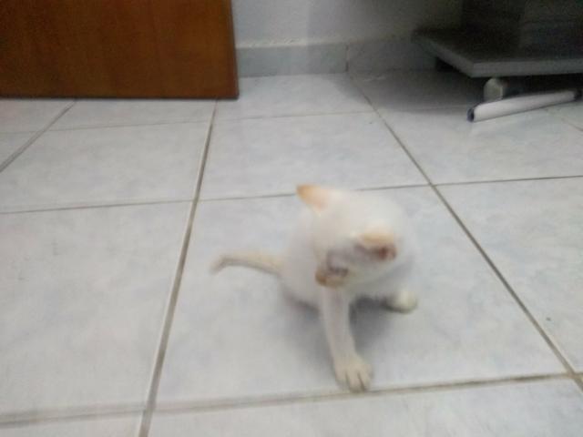 Gatos para doação (presido doar urgente)