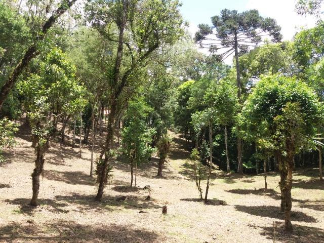 Terreno em Avenquiha - Campo Alegre, 30.000 m.² - Foto 7