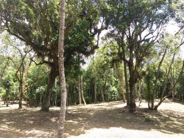 Terreno em Avenquiha - Campo Alegre, 30.000 m.² - Foto 8