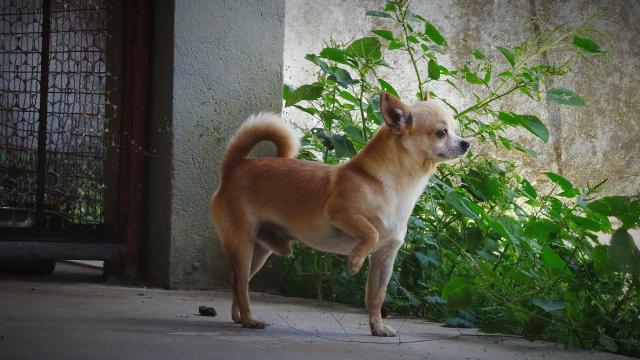 Filhotes machos disponíveis pai e mãe no local - Foto 4