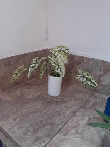Plantas - Foto 5