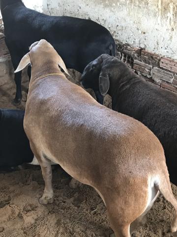 Ovinos / carneiros - Foto 4