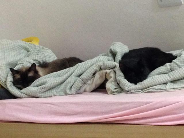 Adoção conjunta de gatos - castrados e vacinados - Foto 4