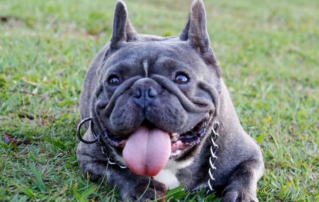Bulldog Frances macho 75 dias - Foto 3