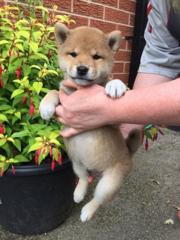 Shiba Inu - Filhotes macho e fêmea
