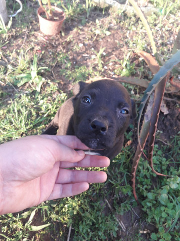 Cachorros pitbull rednose n é puro - Foto 6