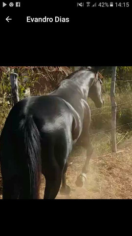 Cubra sua égua com filho do roxao - Foto 3