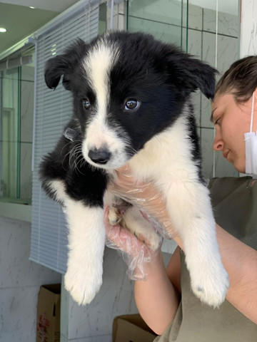 Border Collie,filhotes com garantia de saúde, pedigree e auxilio veterinário,confira! - Foto 4