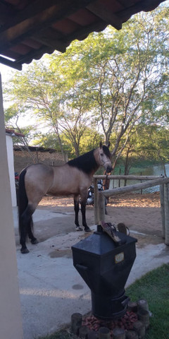 Cavalo manga longa - Foto 4