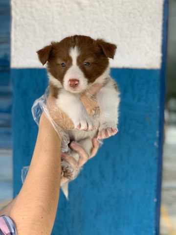 Border Collie,filhotes com garantia de saúde, pedigree e auxilio veterinário,confira! - Foto 6