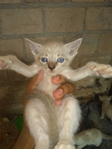Gatos siamês - Foto 2