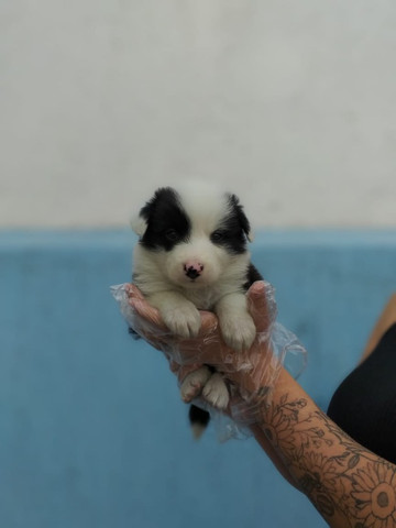 Border Collie,filhotes com garantia de saúde, pedigree e auxilio veterinário,confira! - Foto 2