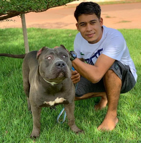 Filhotes pitbull - Foto 3
