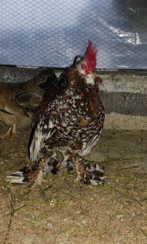 Vendo galo belgiam - Foto 3